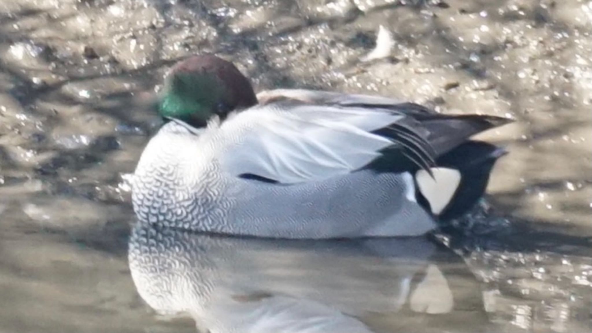 Photo of Falcated Duck at 芝川第一調節池(芝川貯水池) by ツピ太郎