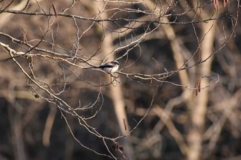 エナガ 守谷野鳥のみち 2021年2月28日(日)