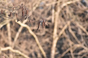 エナガ 守谷野鳥のみち 2021年2月28日(日)