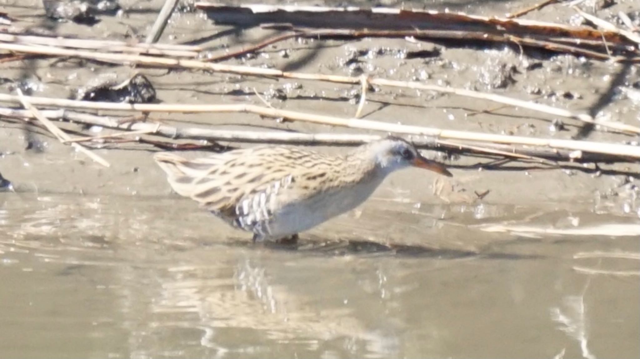 Photo of Brown-cheeked Rail at 芝川第一調節池(芝川貯水池) by ツピ太郎