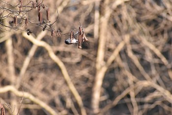 エナガ 守谷野鳥のみち 2021年2月28日(日)