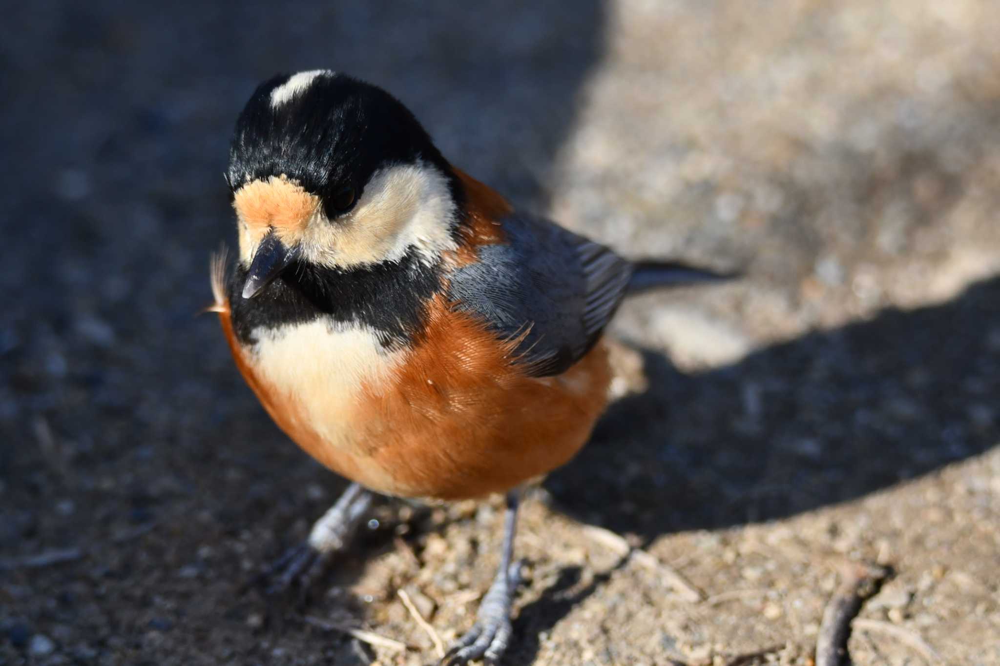 Varied Tit