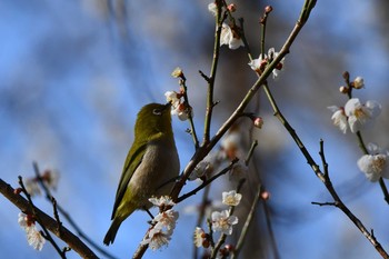 Warbling White-eye Kitamoto Nature Observation Park Sun, 2/28/2021