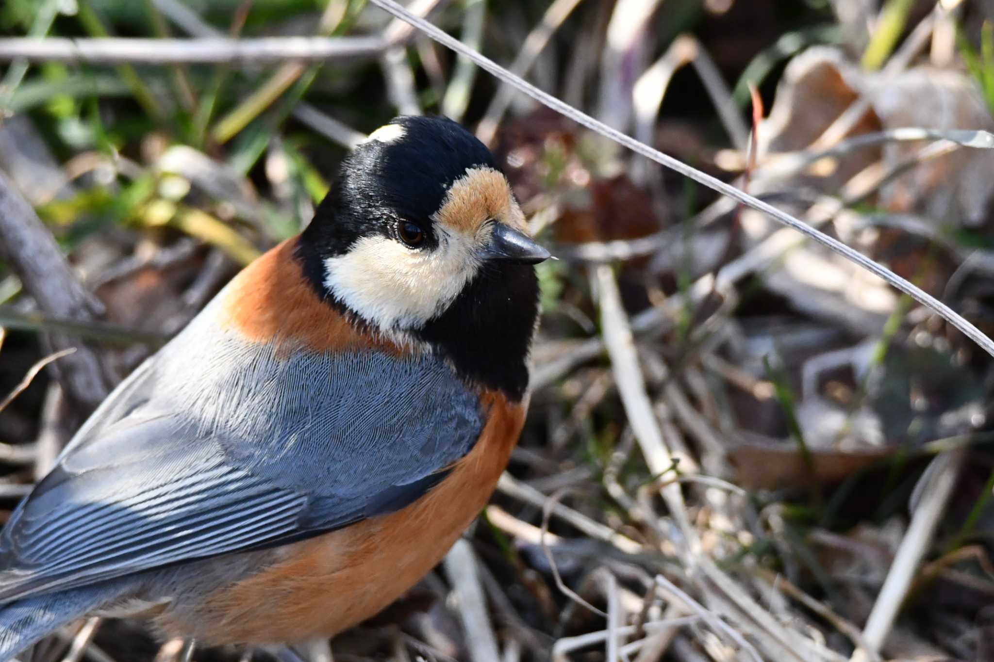 Photo of Varied Tit at Kitamoto Nature Observation Park by のぶ