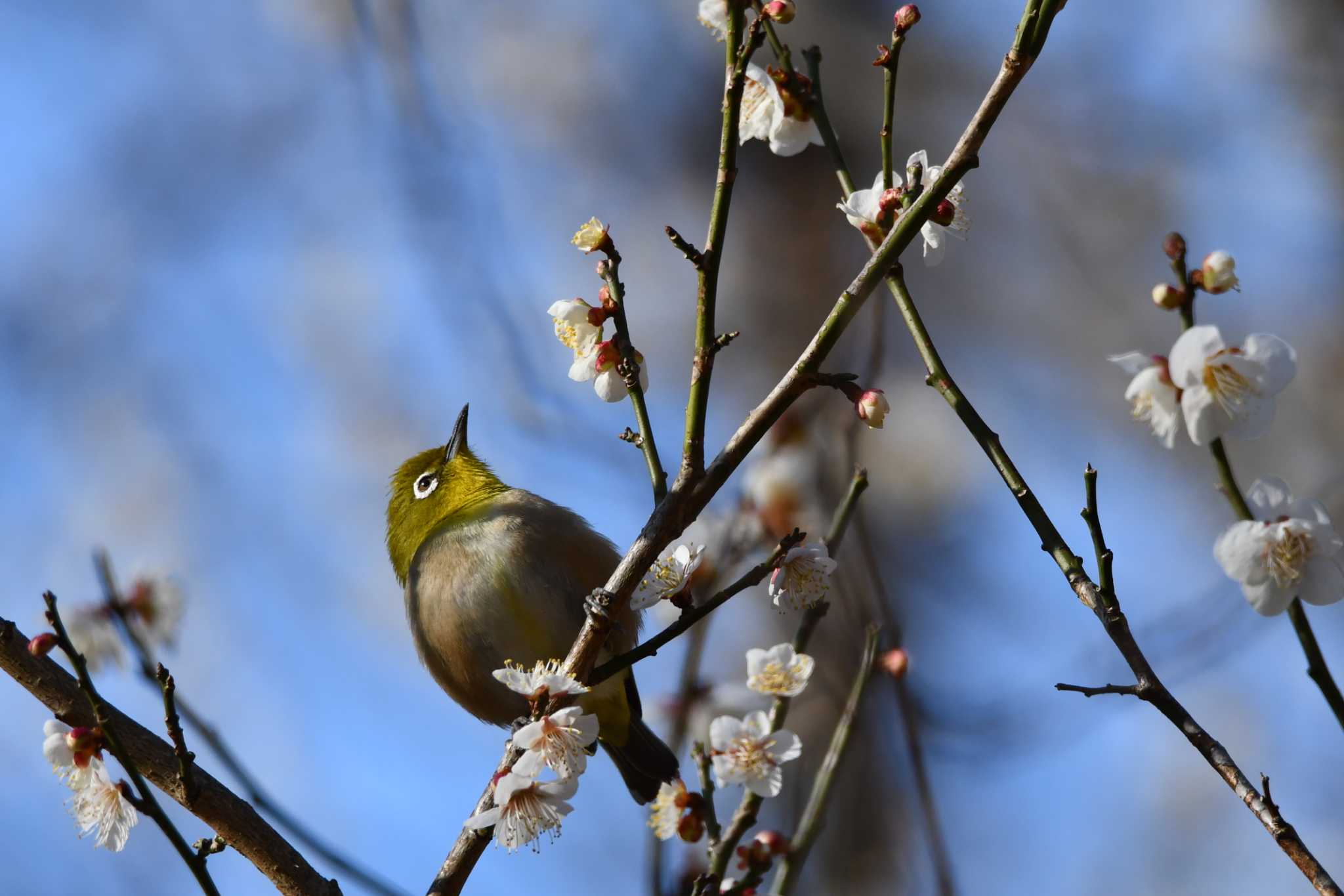 Photo of Warbling White-eye at Kitamoto Nature Observation Park by のぶ