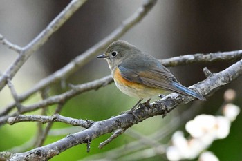 Red-flanked Bluetail Kitamoto Nature Observation Park Sun, 2/28/2021