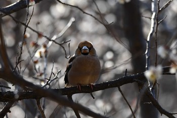 Hawfinch Kitamoto Nature Observation Park Sun, 2/28/2021