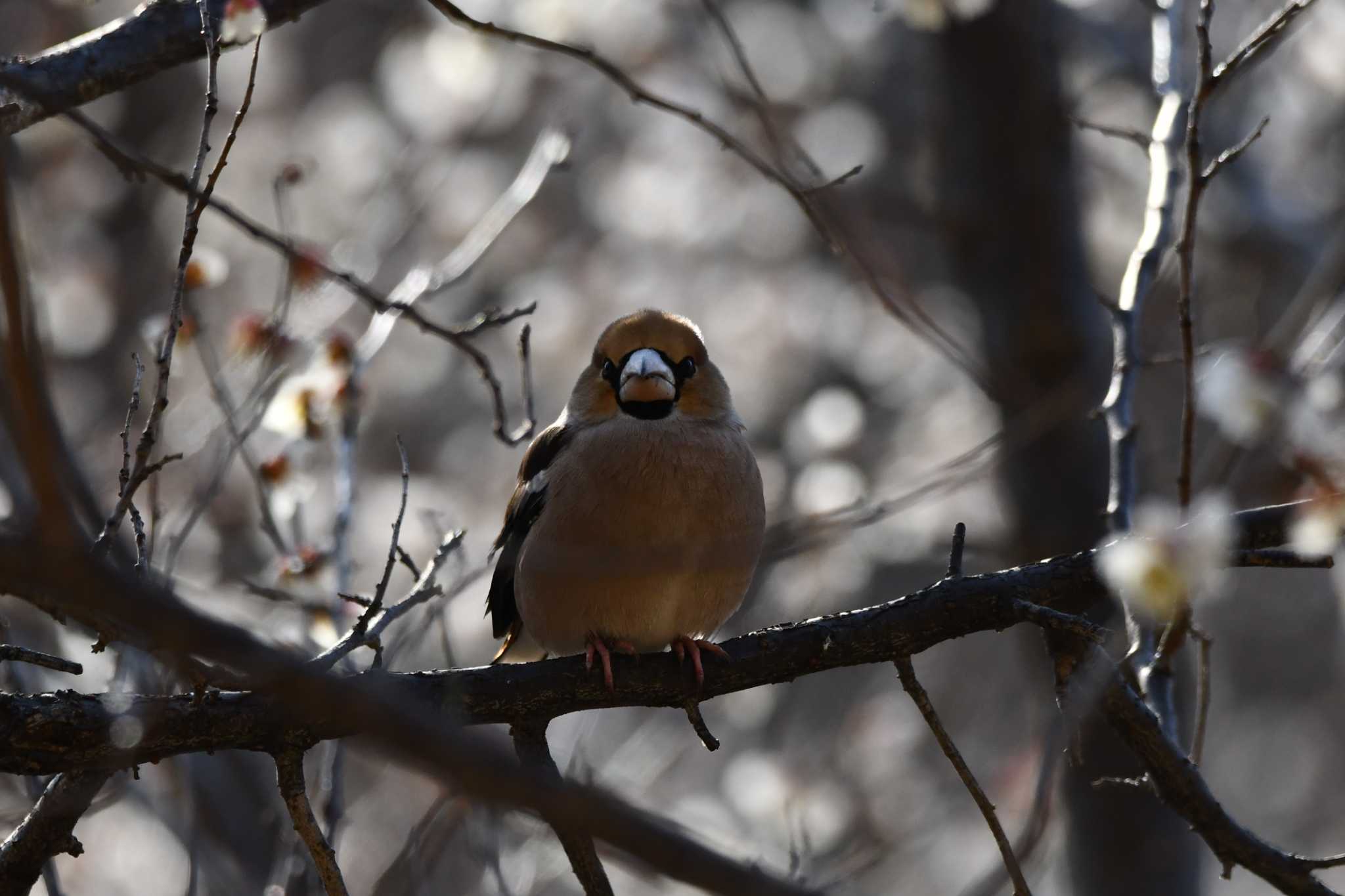 Hawfinch