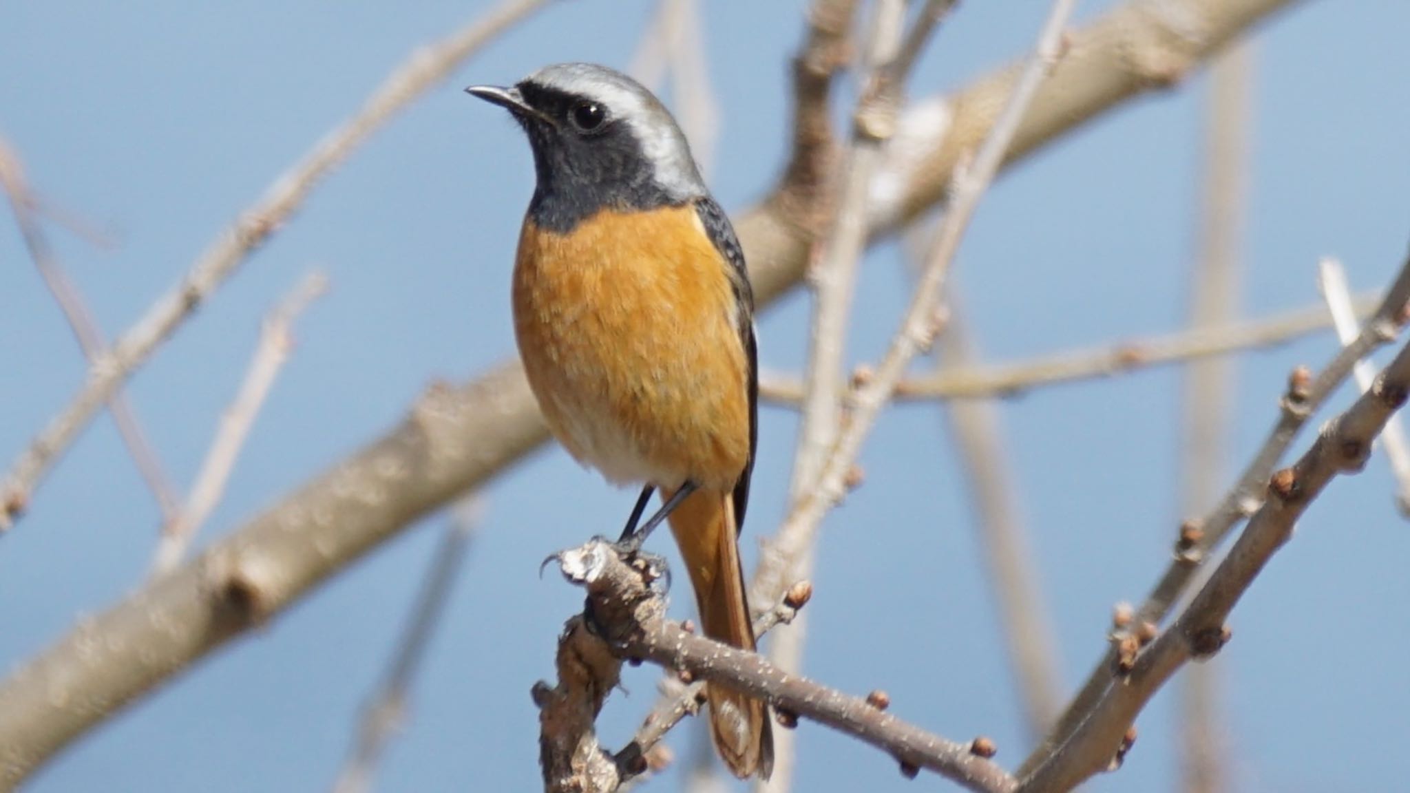 Daurian Redstart