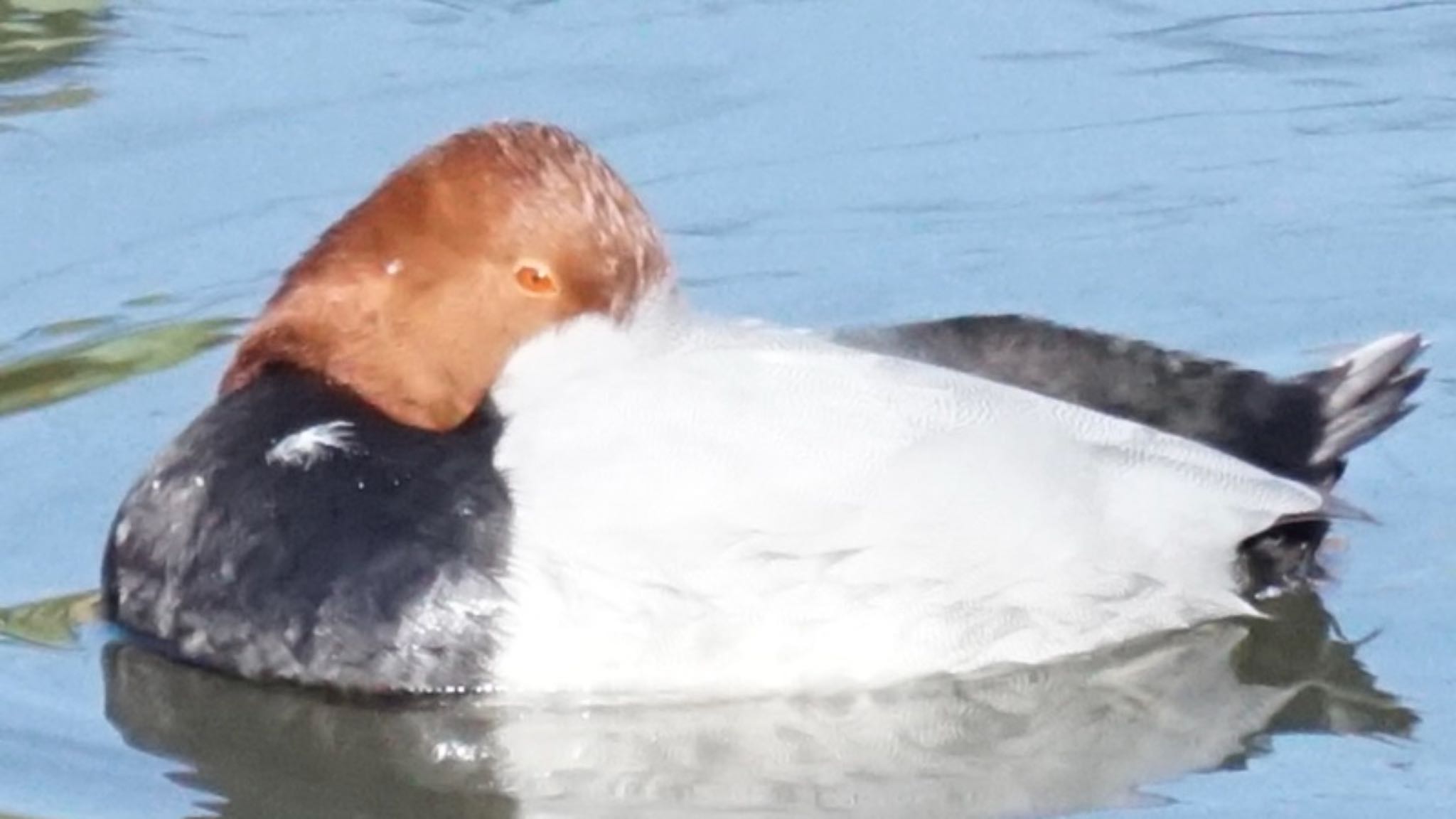 Photo of Common Pochard at 芝川第一調節池(芝川貯水池) by ツピ太郎