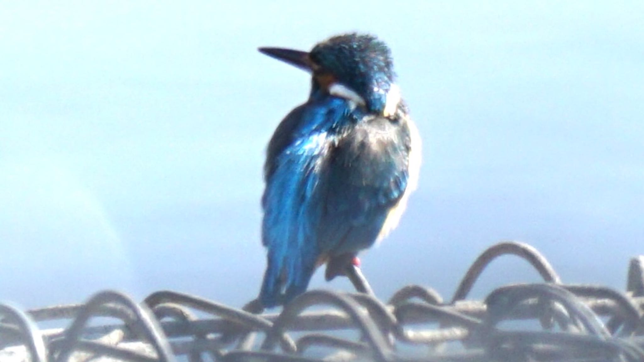 Common Kingfisher