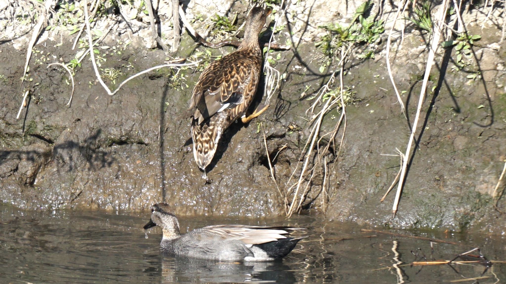 Gadwall