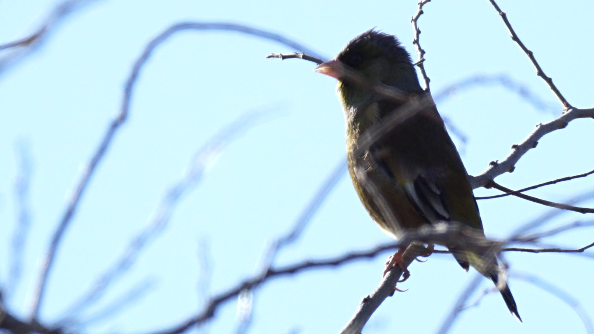 Photo of Grey-capped Greenfinch at 芝川第一調節池(芝川貯水池) by ツピ太郎