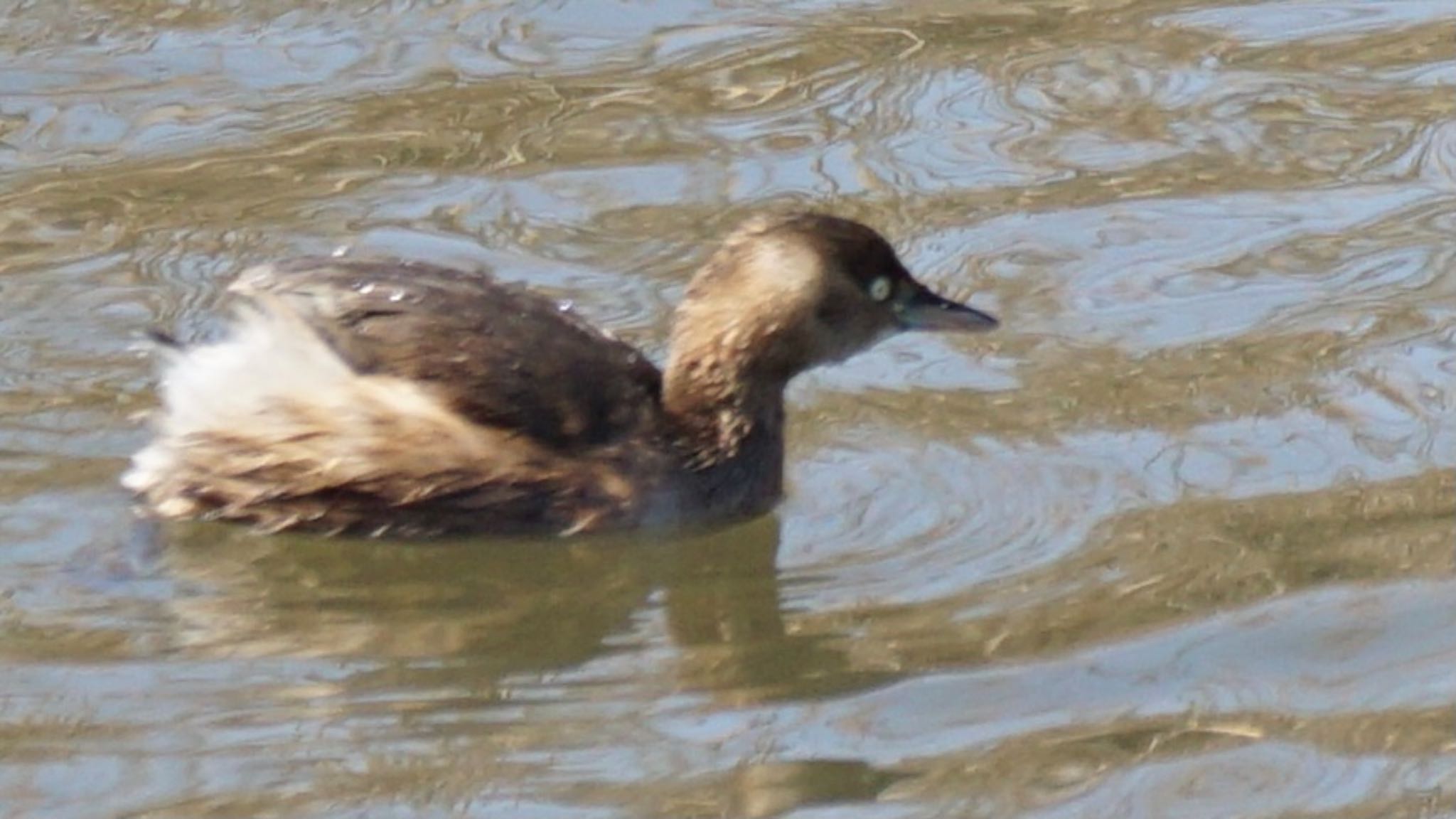 Little Grebe