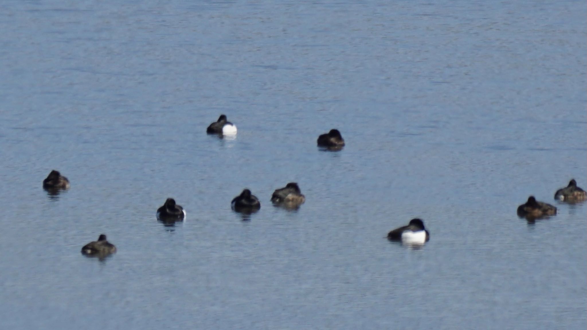 Photo of Tufted Duck at 芝川第一調節池(芝川貯水池) by ツピ太郎