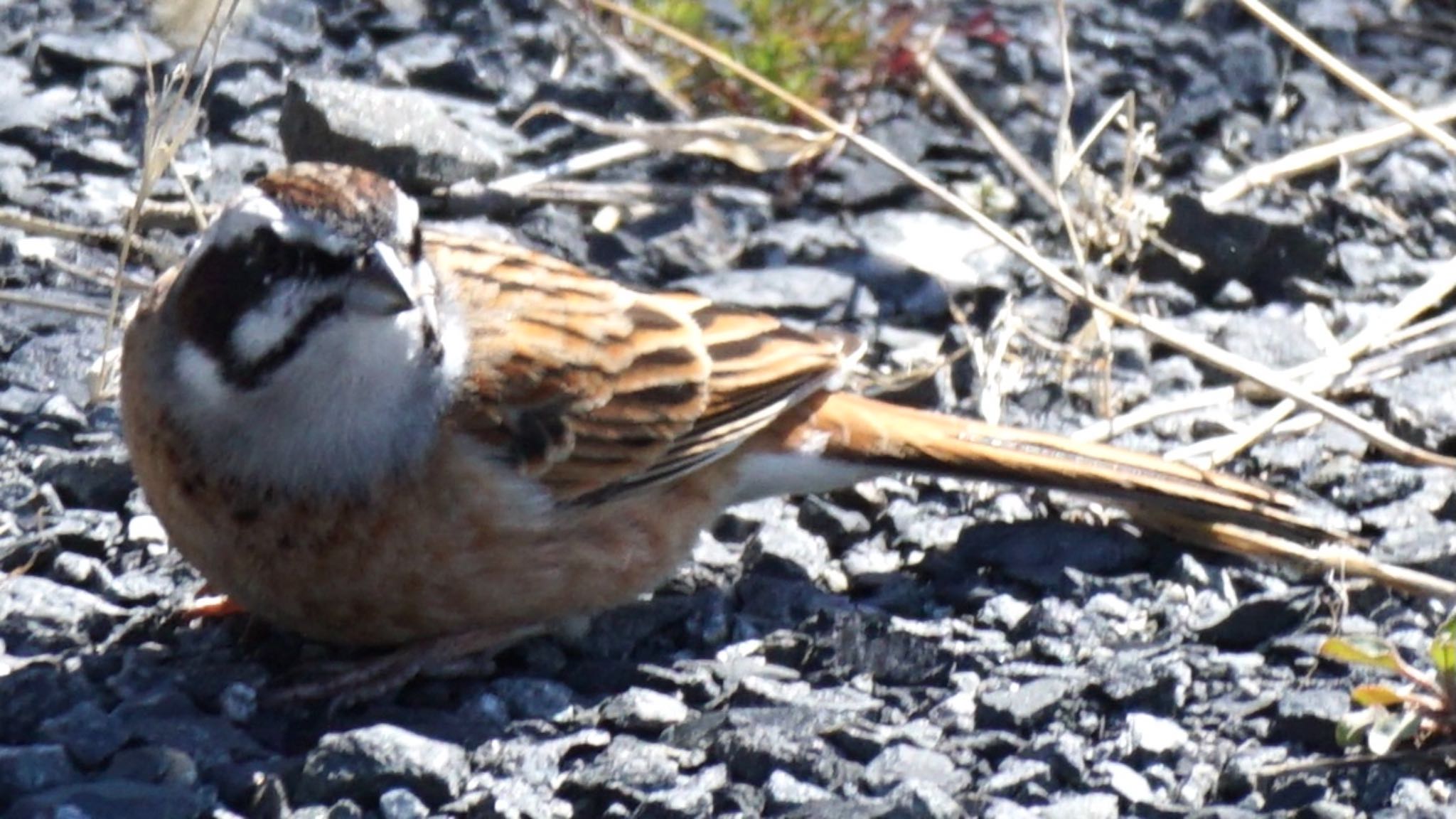 Photo of Meadow Bunting at 芝川第一調節池(芝川貯水池) by ツピ太郎