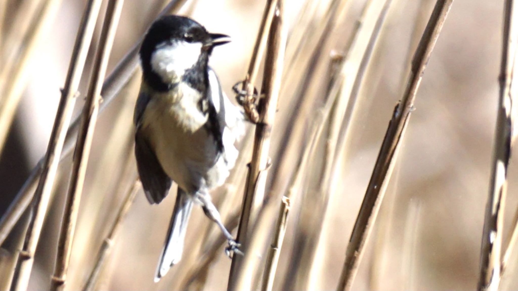 Japanese Tit