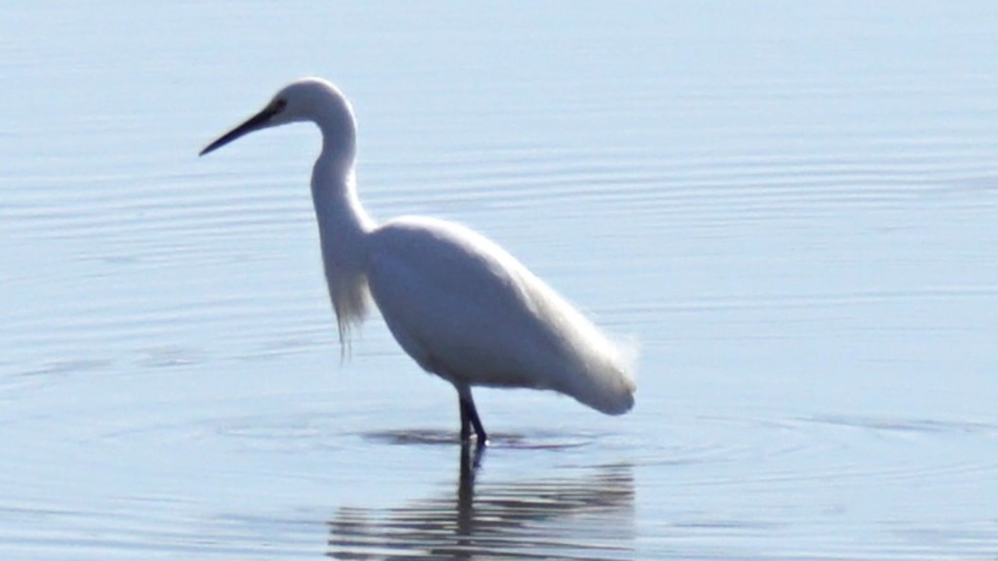 Photo of Little Egret at 芝川第一調節池(芝川貯水池) by ツピ太郎