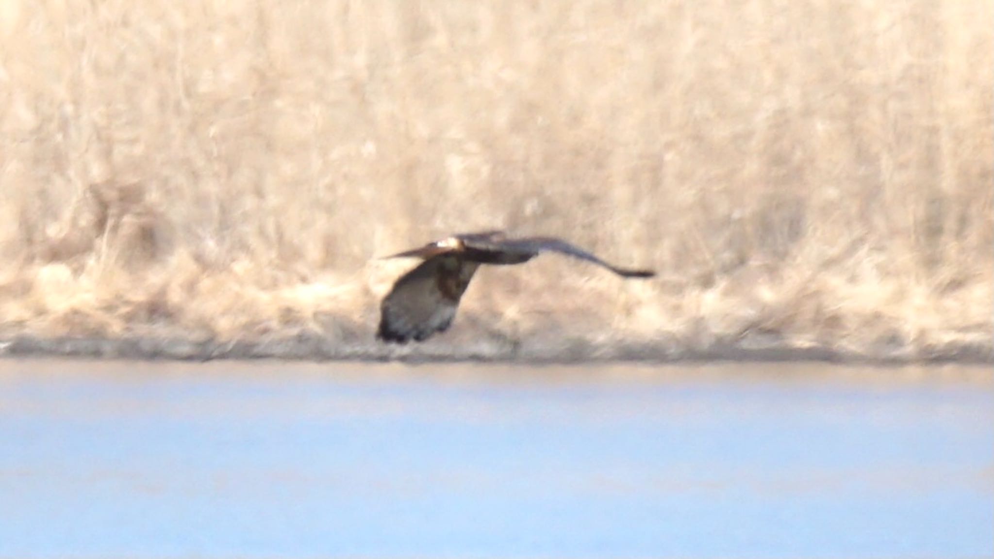 Eastern Buzzard