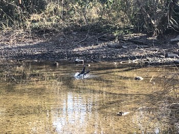 Sun, 2/28/2021 Birding report at Akigase Park