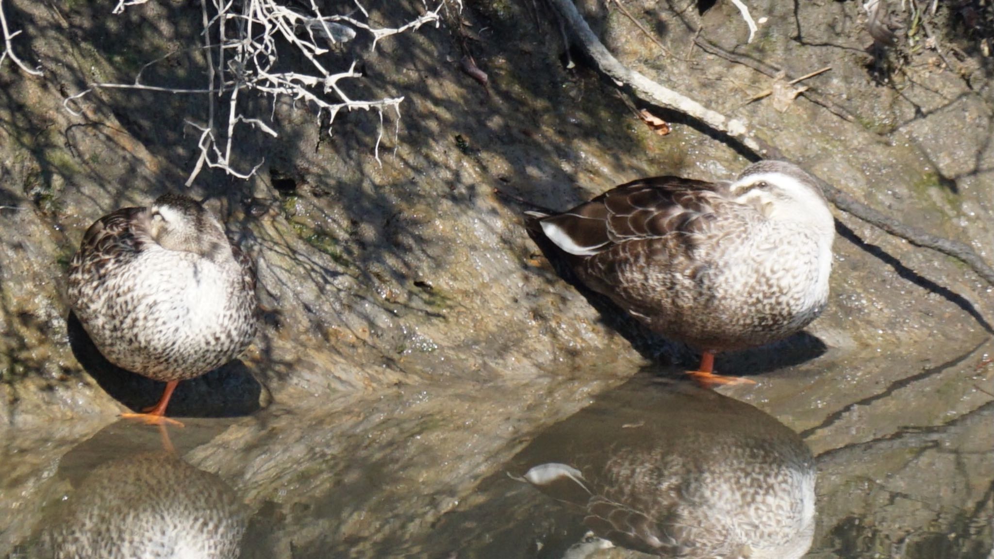 Eastern Spot-billed Duck