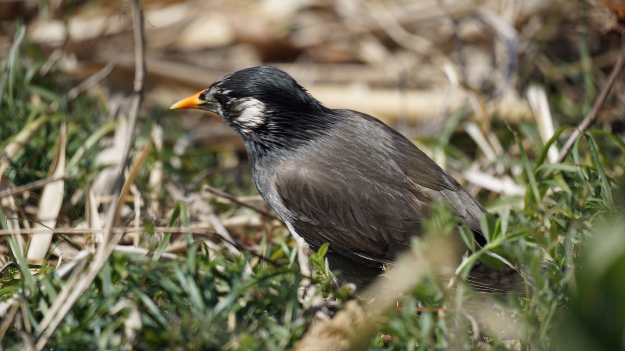 White-cheeked Starling