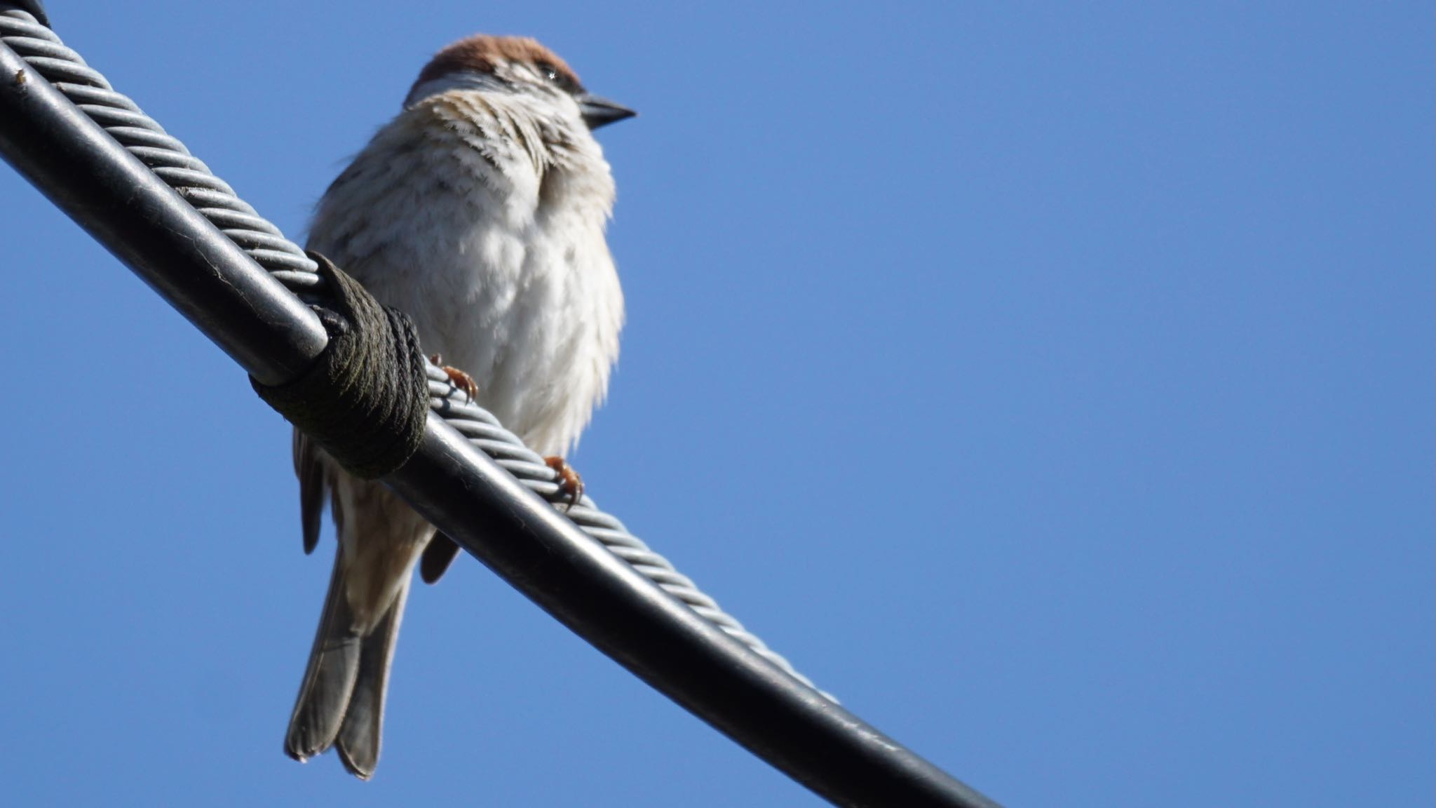 Eurasian Tree Sparrow