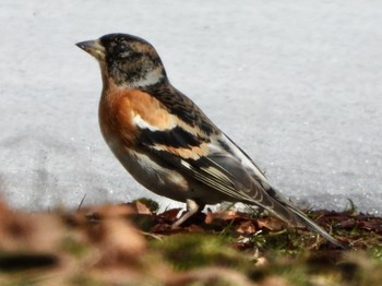 Brambling 弘前城公園 Sun, 2/28/2021