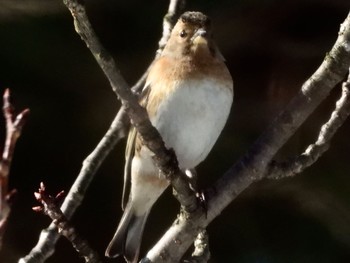 Brambling 弘前城公園 Sun, 2/28/2021