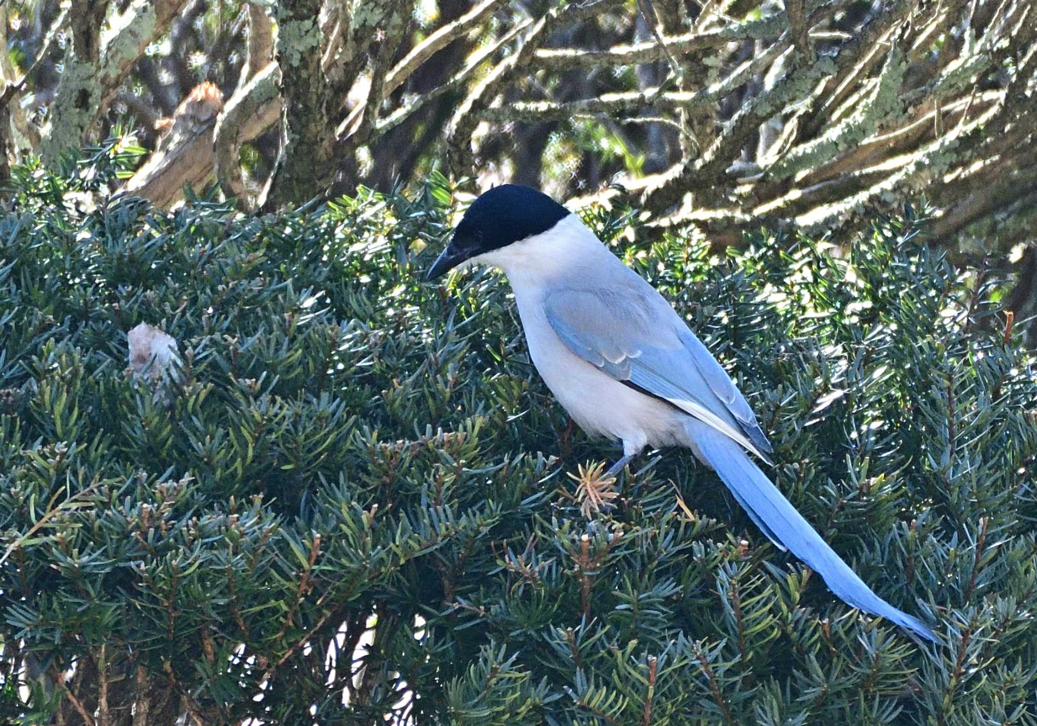 Azure-winged Magpie