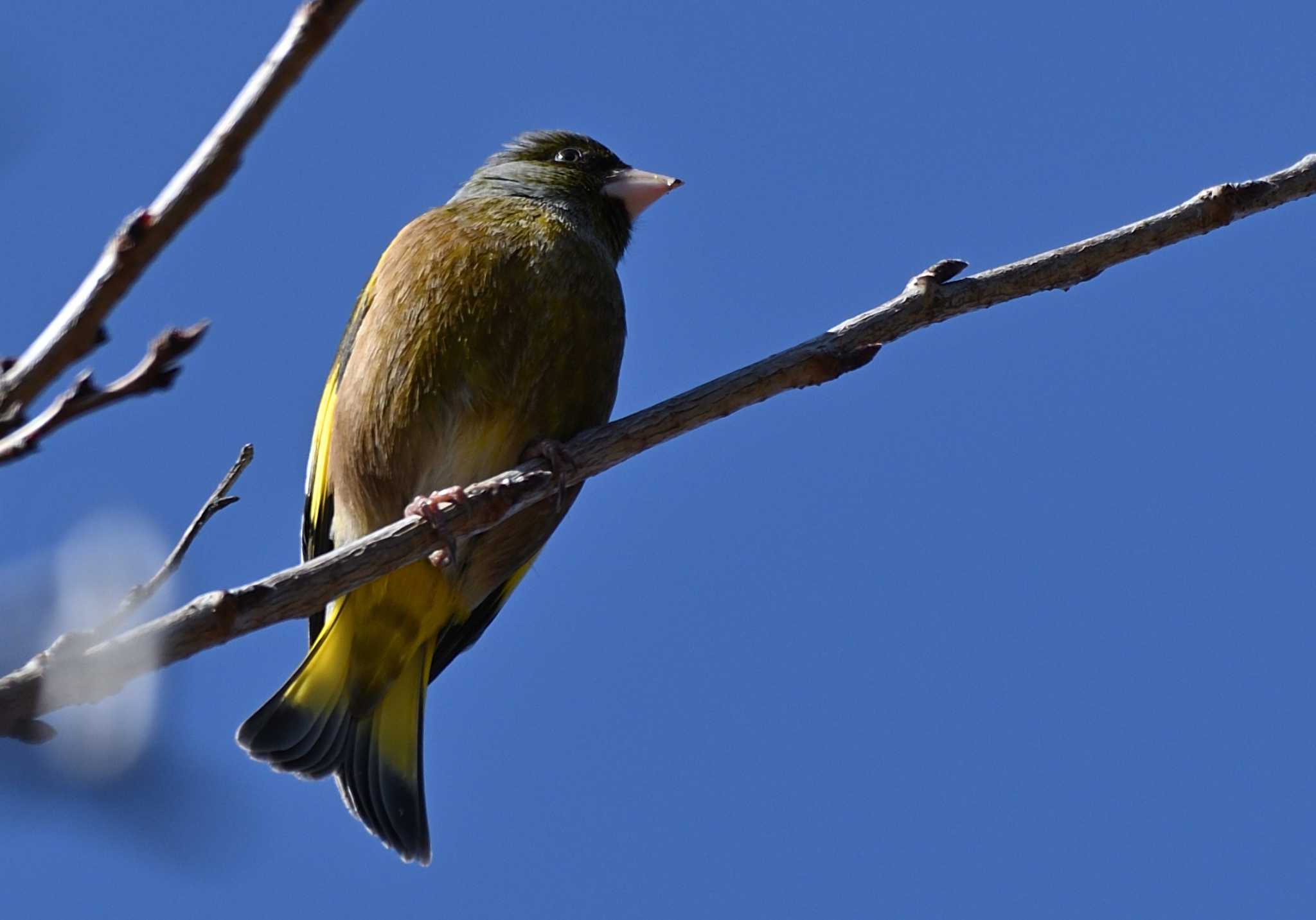 Grey-capped Greenfinch