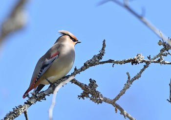 ヒレンジャク 山中湖 2021年2月28日(日)