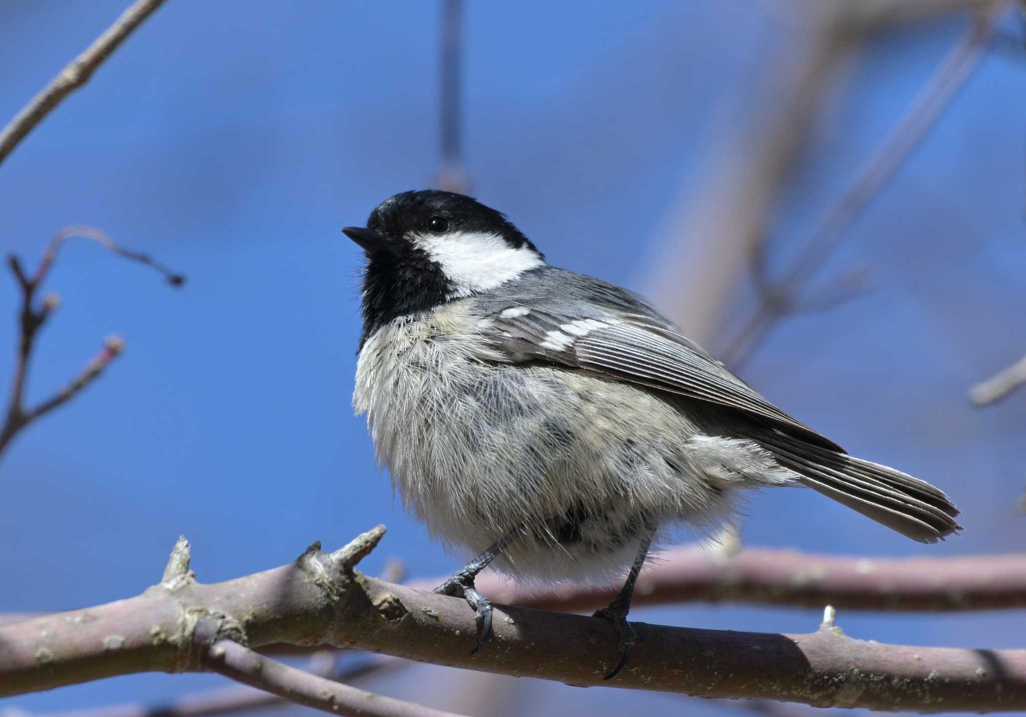 Photo of Coal Tit at Yamanakako Lake by 塩コンブ