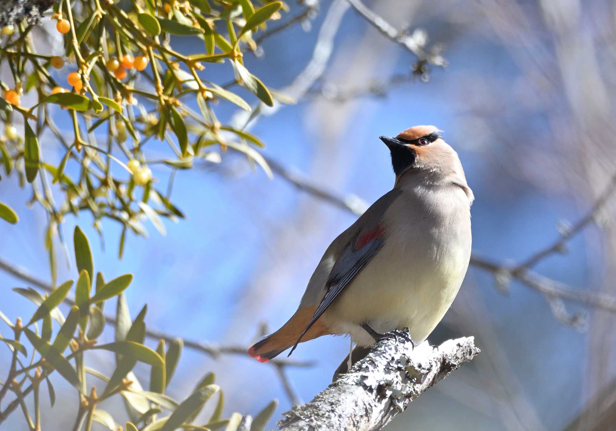 Japanese Waxwing