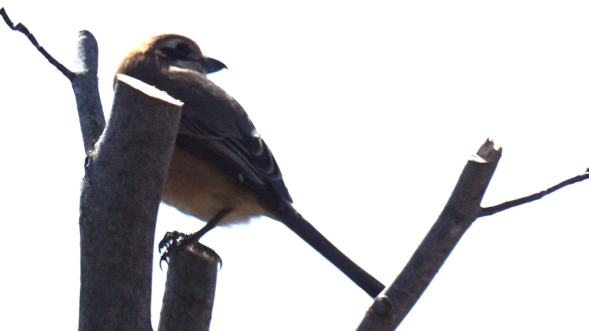 Bull-headed Shrike