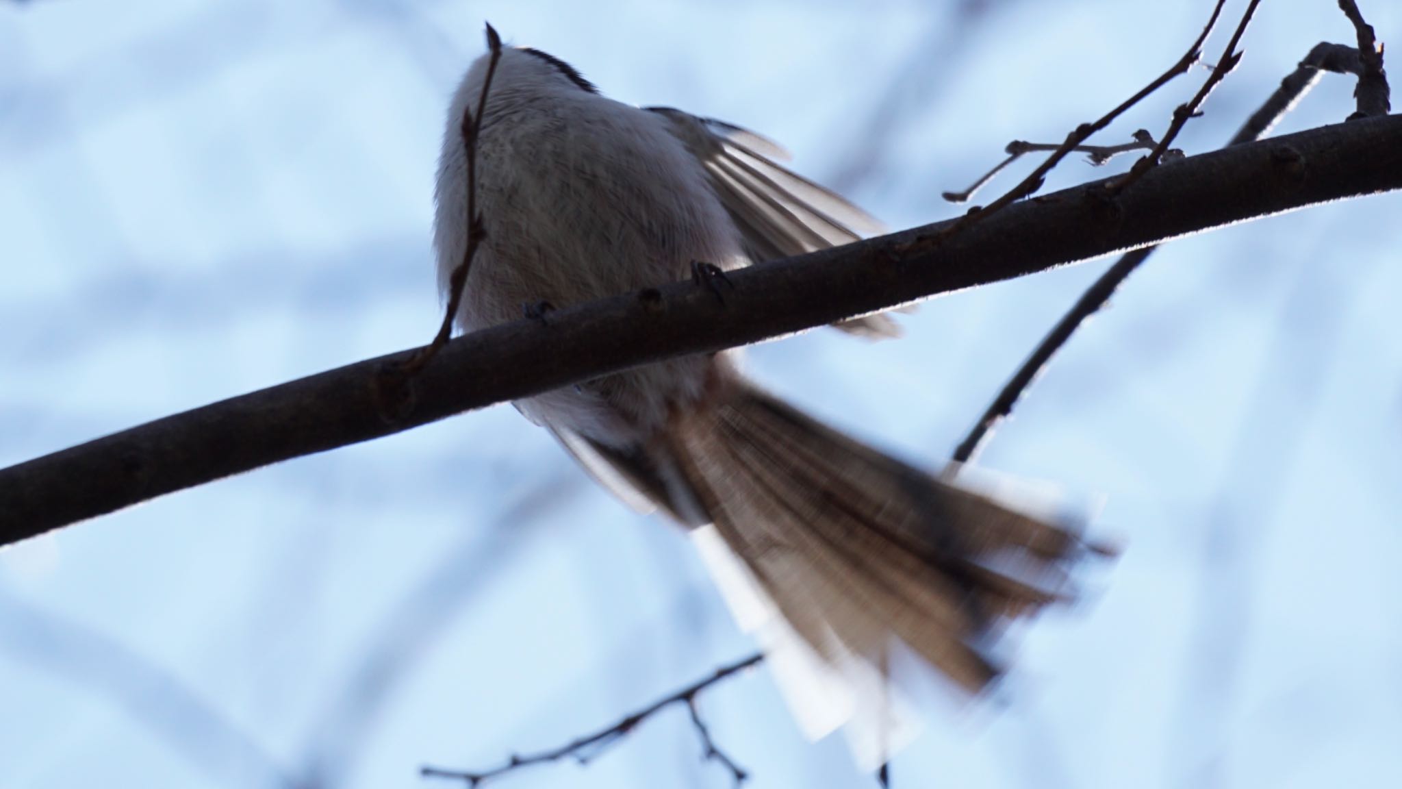 Photo of Long-tailed Tit at 芝川第一調節池(芝川貯水池) by ツピ太郎