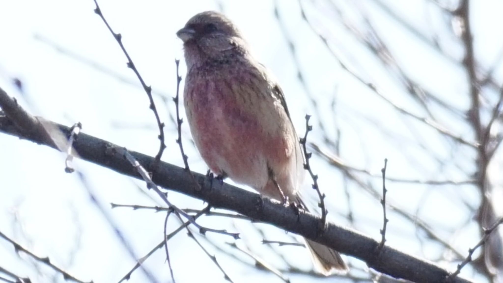 Siberian Long-tailed Rosefinch