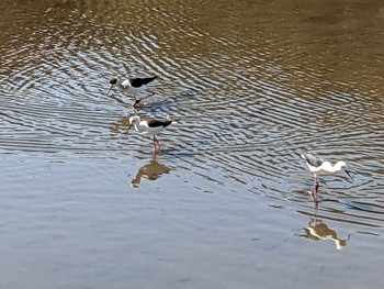 Black-winged Stilt 谷津干潟自然観察センター Sun, 2/28/2021