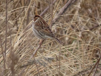 Chestnut-eared Bunting 岡山百間川 Sun, 2/28/2021