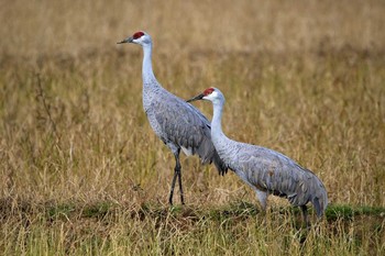 Sandhill Crane Izumi Crane Observation Center Sat, 12/17/2016