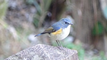 Red-flanked Bluetail Unknown Spots Sun, 2/28/2021