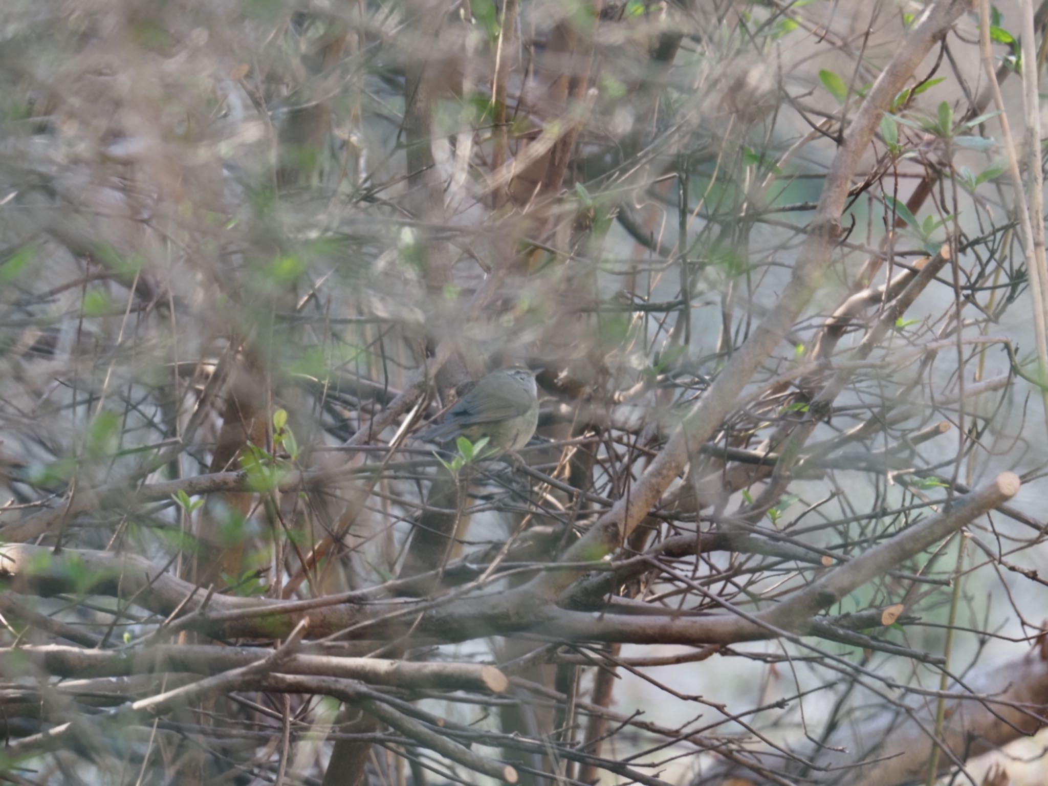 Japanese Bush Warbler