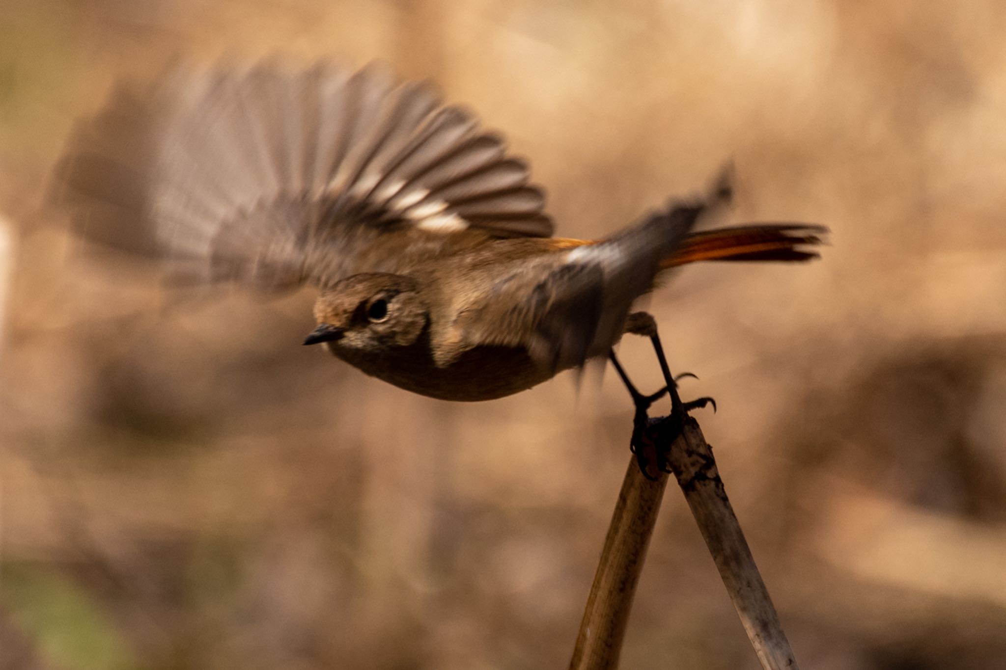 北本自然観察公園 ジョウビタキの写真 by Marco Birds