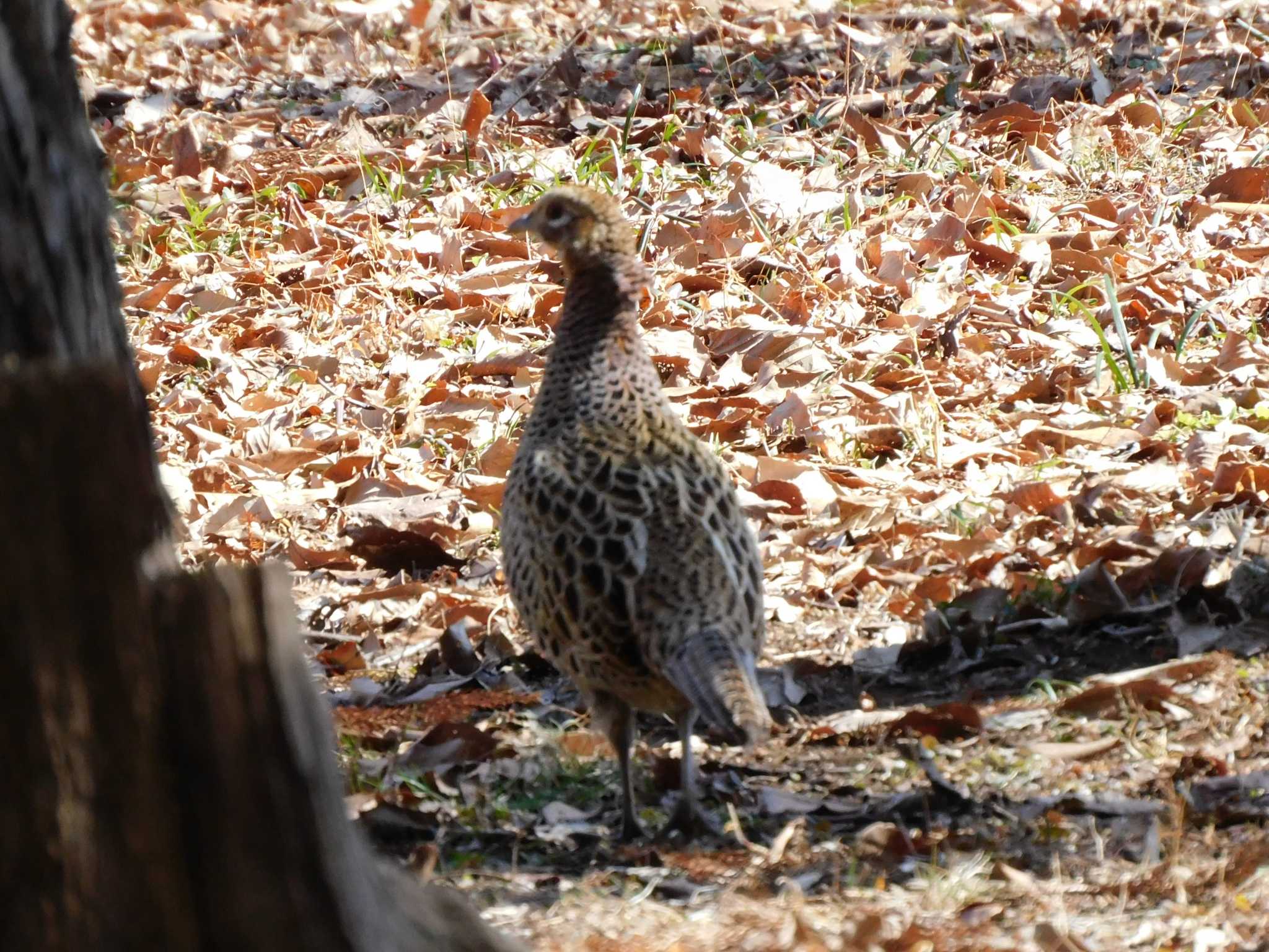 Green Pheasant