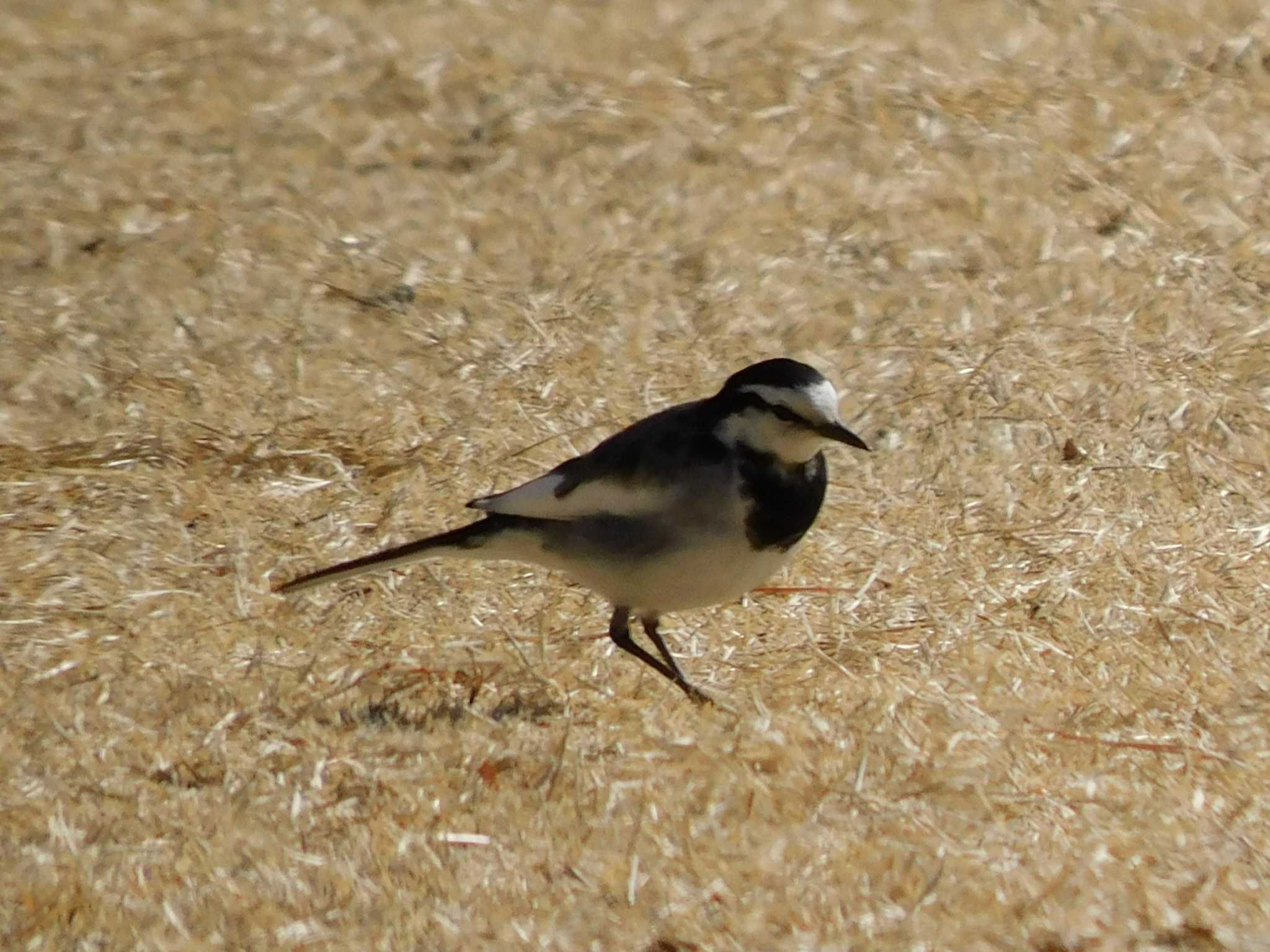 White Wagtail