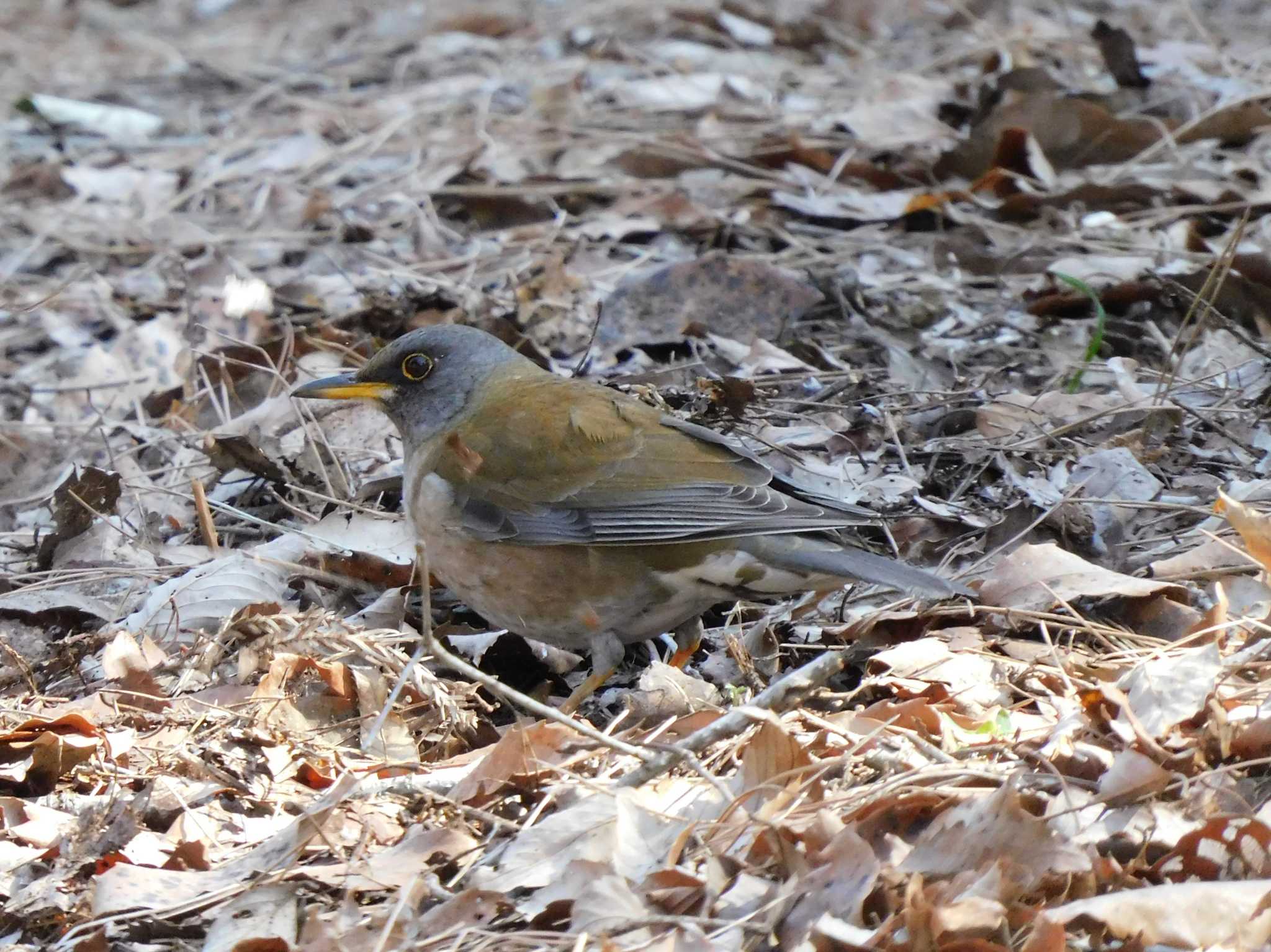 Pale Thrush