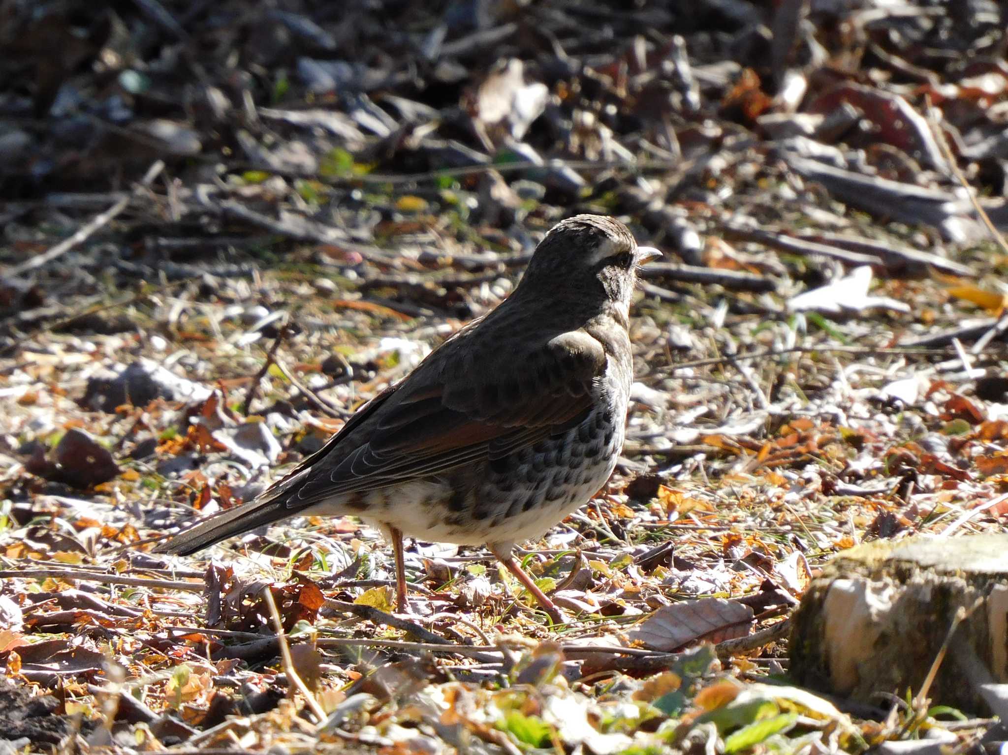 Dusky Thrush