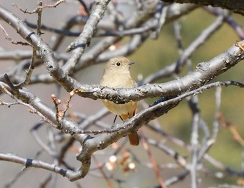 Sun, 2/28/2021 Birding report at 井頭公園