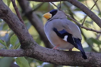 イカル 秋葉公園 2021年2月28日(日)