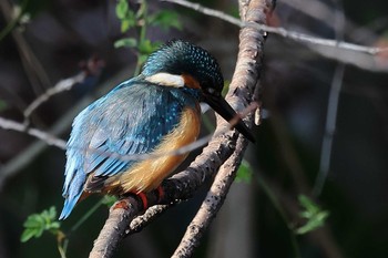 カワセミ 秋葉公園 2021年2月28日(日)